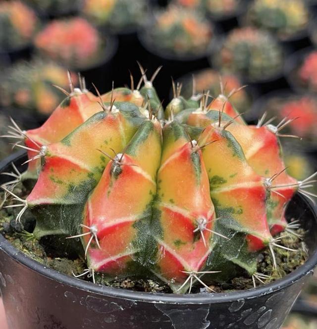 好养还能开, 三四十块