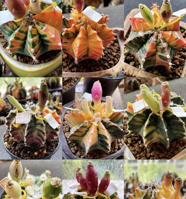 alt, 存在白化病, 较昂贵的