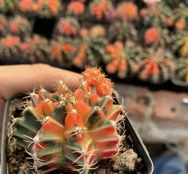 有红色, 市面上常见